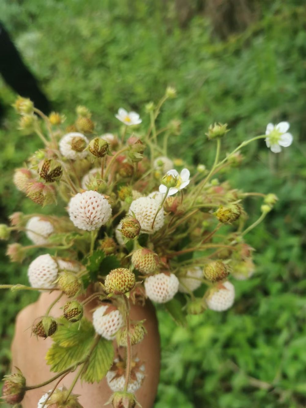 Illustrative pineberry image — actual Blush photo coming soon