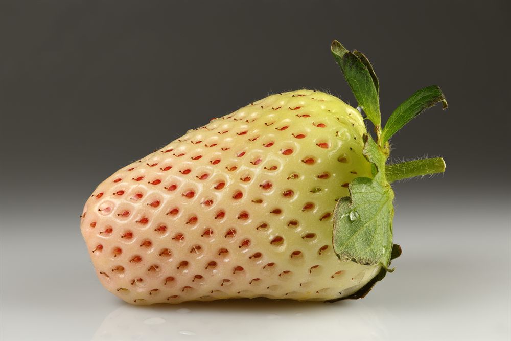 Illustrative pineberry image — actual variety photo coming soon